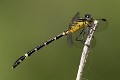 Austrogomphus amphiclitus female-3511